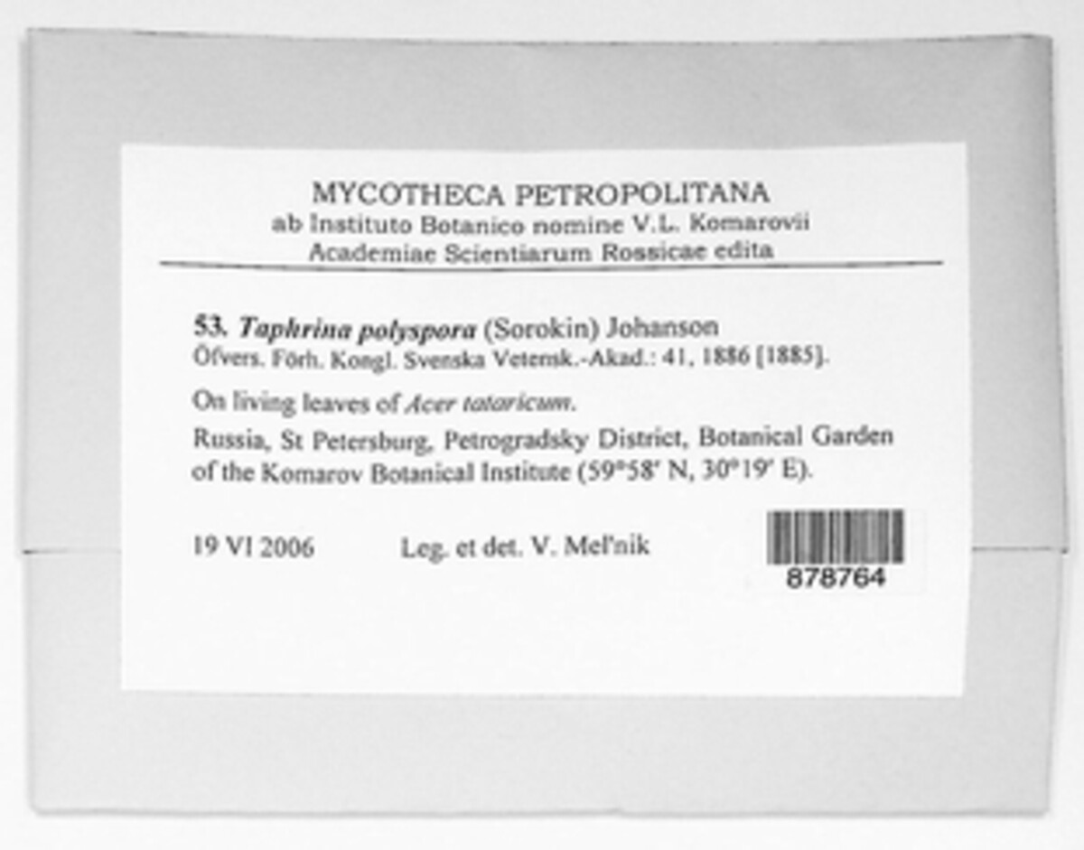 Taphrina polyspora image